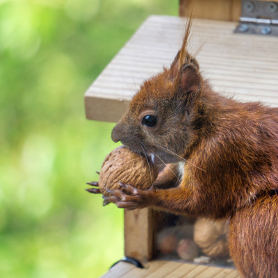 Ein Eichhörnchen mit buschigem Schwanz hält eine Walnuss in seinen Pfoten. Der Hintergrund ist unscharf und zeigt grüne Blätter.