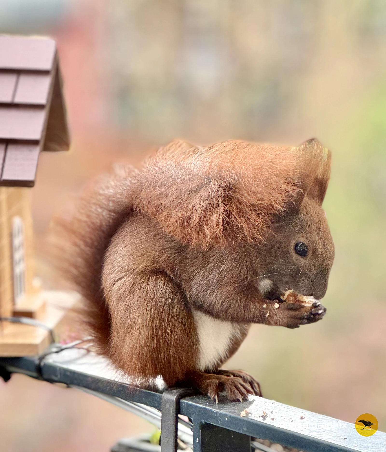 Das Bild zeigt ein braunes Eichhörnchen mit buschigem Schwanz, das auf einem Geländer sitzt und etwas in seinen Pfoten hält. Im Hintergrund sind unscharfe grüne Pflanzen zu sehen, die eine natürliche Umgebung andeuten.
