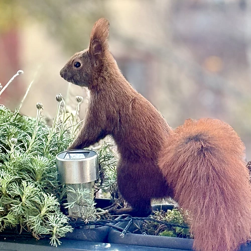 Das Bild zeigt ein braunes Eichhörnchen, das auf einem Metallregal sitzt. Das Regal ist mit Pflanzen und einer Tasse dekoriert. Das Eichhörnchen blickt direkt in die Kamera und scheint neugierig zu sein.