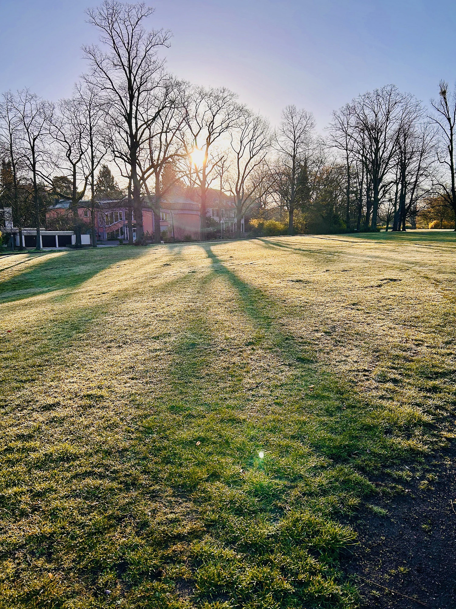 Foto in Gegenlicht. Auf einer Wiese sind lange Schatten von Bäumen zu sehen.