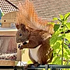Das Bild zeigt ein braunes Eichhörnchen mit buschigem Schwanz, das auf einem Metallgeländer neben einem hölzernen Vogelhaus sitzt. Das Eichhörnchen hält ein Stück Futter in seinen Pfoten und scheint zu fressen. Im Hintergrund sind unscharfe grüne Pflanzen und ein Gebäude mit einem roten Ziegeldach zu sehen.