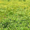 Aufnahme mit verwaschener Tiefenschärfe. Eine Wiese mit kleinen gelben Blüten.