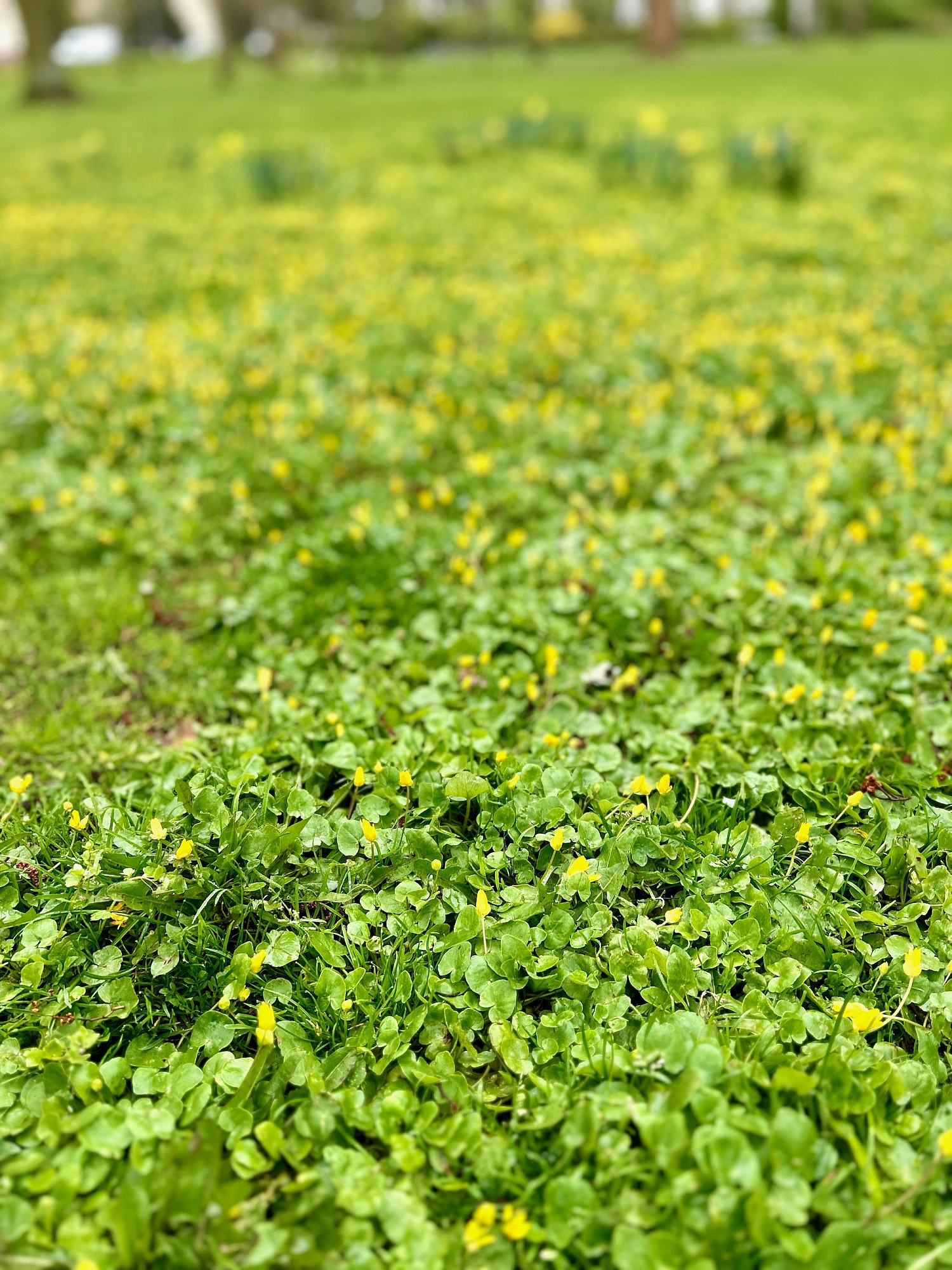 Aufnahme mit verwaschener Tiefenschärfe. Eine Wiese mit kleinen gelben Blüten.