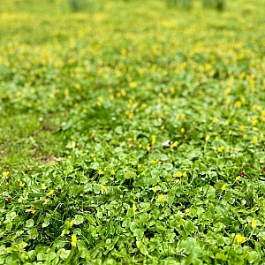 Aufnahme mit verwaschener Tiefenschärfe. Eine Wiese mit kleinen gelben Blüten.