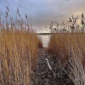 Blick auf den Wecker Bodden durch hohes Schilf.
