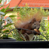 Das Bild zeigt ein braunes Eichhörnchen mit buschigem Schwanz, das in einem Blumenkasten sitzt. Der Blumenkasten ist mit verschiedenen Pflanzen und weißen Blüten gefüllt. Im Hintergrund sind unscharfe Gebäude mit roten Ziegeldächern zu sehen. Das Eichhörnchen hält eine Walnuss in seinen Pfoten.
