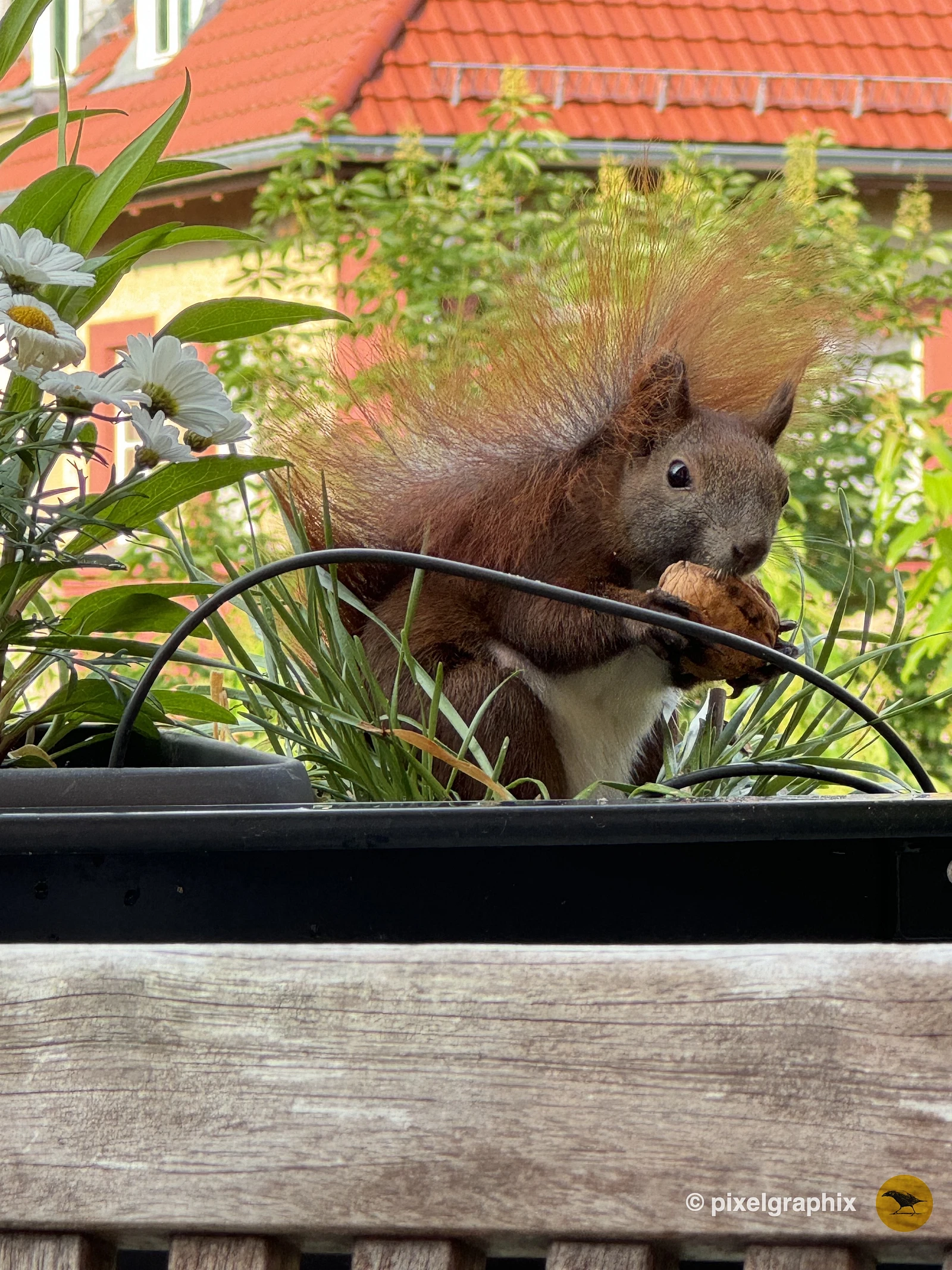 Das Bild zeigt ein braunes Eichhörnchen mit buschigem Schwanz, das in einem Blumenkasten sitzt. Der Blumenkasten ist mit verschiedenen Pflanzen und weißen Blüten gefüllt. Im Hintergrund sind unscharfe Gebäude mit roten Ziegeldächern zu sehen. Das Eichhörnchen hält eine Walnuss in seinen Pfoten.