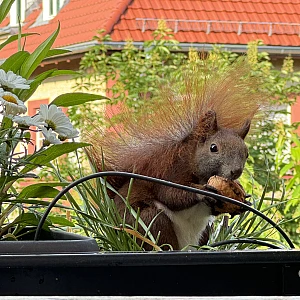 Das Bild zeigt ein braunes Eichhörnchen mit buschigem Schwanz, das in einem Blumenkasten sitzt. Der Blumenkasten ist mit verschiedenen Pflanzen und weißen Blüten gefüllt. Im Hintergrund sind unscharfe Gebäude mit roten Ziegeldächern zu sehen. Das Eichhörnchen hält eine Walnuss in seinen Pfoten.