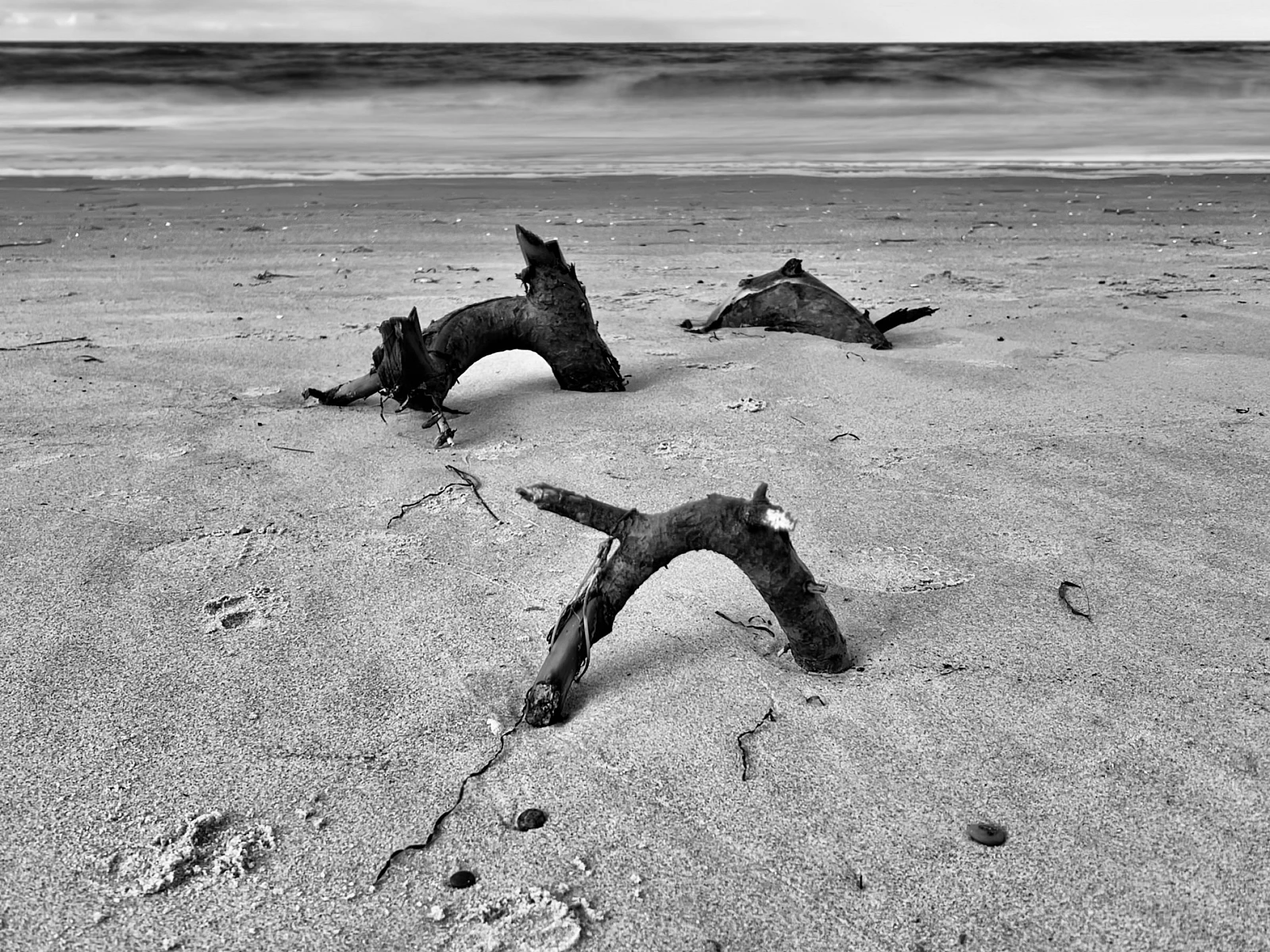 Schwarzweiß-Aufnahme der Ostsee. Drei überflutete Äste schauen für ein paar Zentimeter aus dem Strandsand. Im Hintergrund das Meer.