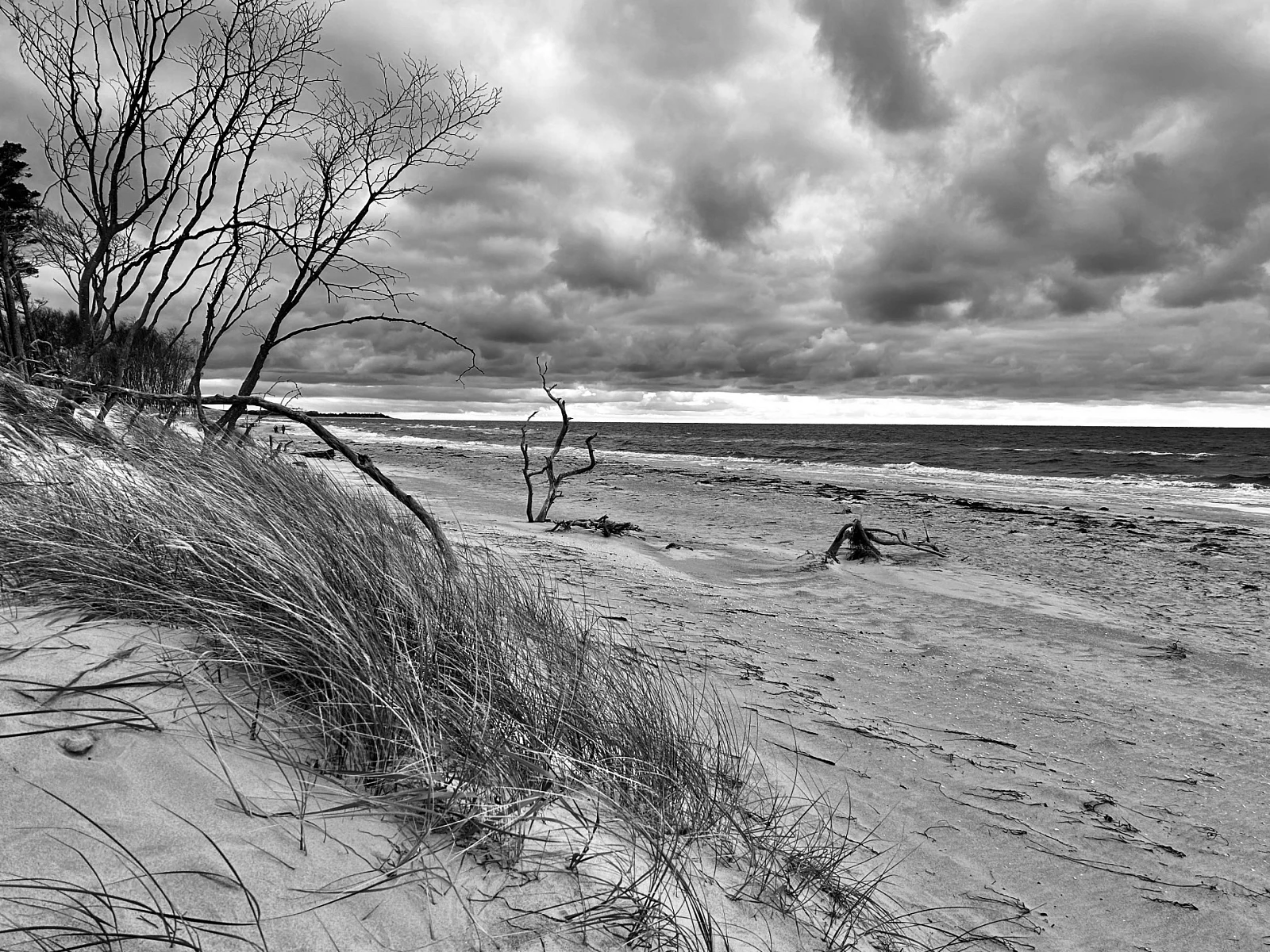 Schwarzweiß-Aufnahme der Ostsee. Dünengras und Windflüchter im Gegenlicht
