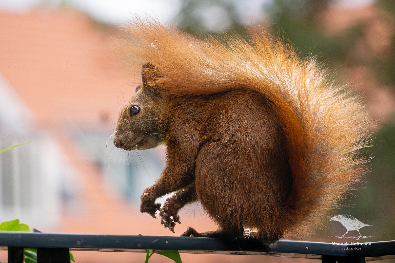 Ein Eichhörnchen mit buschigem Schwanz sitzt auf einem Geländer. Der Hintergrund ist unscharf und zeigt grüne und orangefarbene Töne.