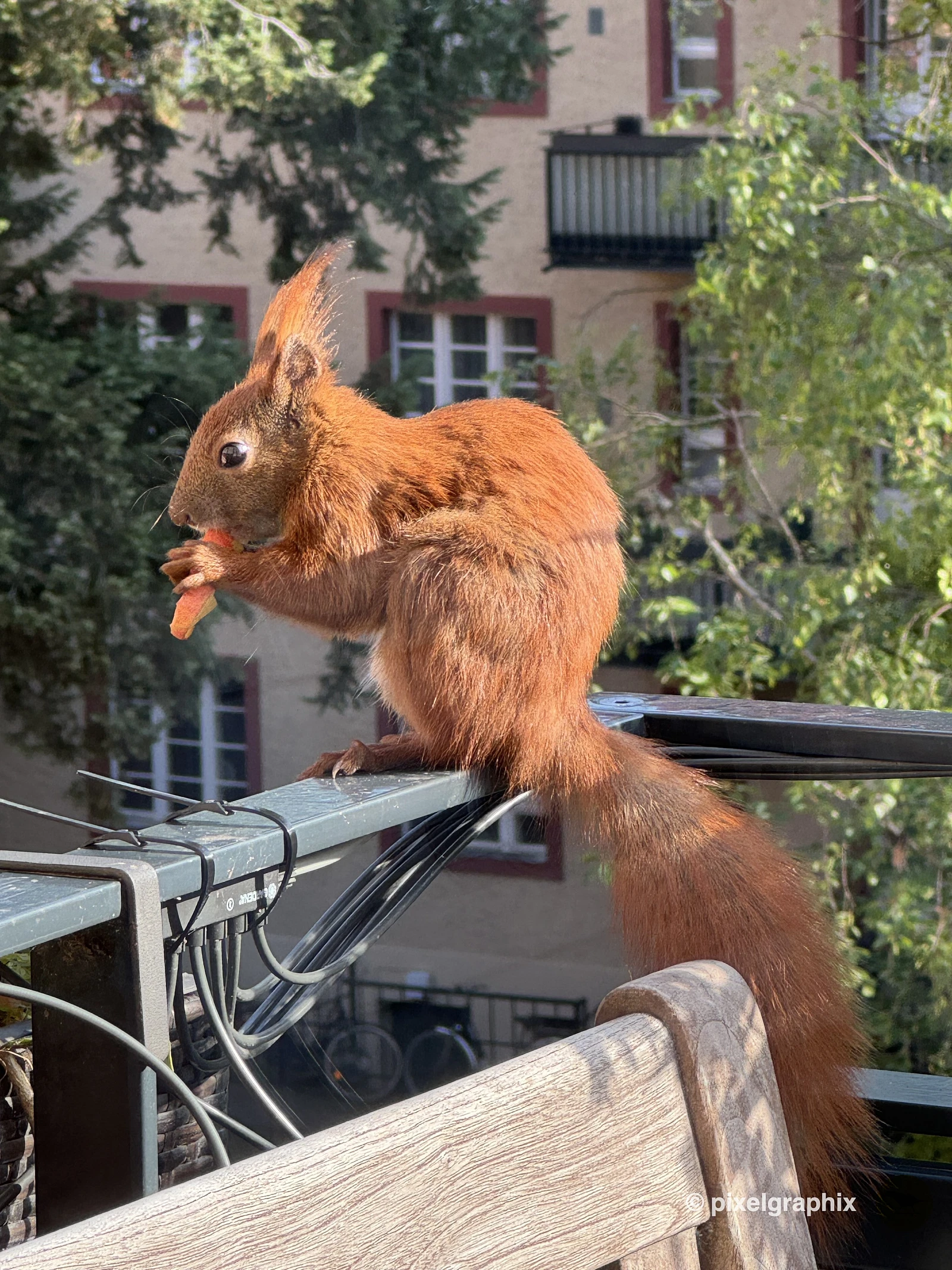 Das Bild zeigt ein braunes Eichhörnchen mit buschigem Schwanz, das auf einem Metallgeländer sitzt. Im Hintergrund sind unscharfe Gebäude mit roten Ziegeldächern und grüne Pflanzen zu sehen. Das Eichhörnchen hält etwas in seinen Pfoten und scheint zu fressen.