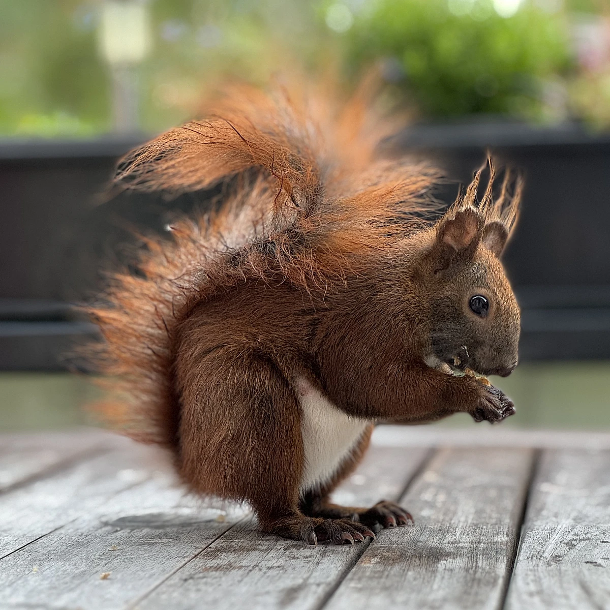 Das Bild zeigt ein braunes Eichhörnchen mit buschigem Schwanz, das auf einem Holztisch sitzt. Das Eichhörnchen hält ein Stück Futter in seinen Pfoten und scheint daran zu knabbern. Im Hintergrund sind unscharfe grüne Pflanzen und einige unscharfe Objekte zu sehen.