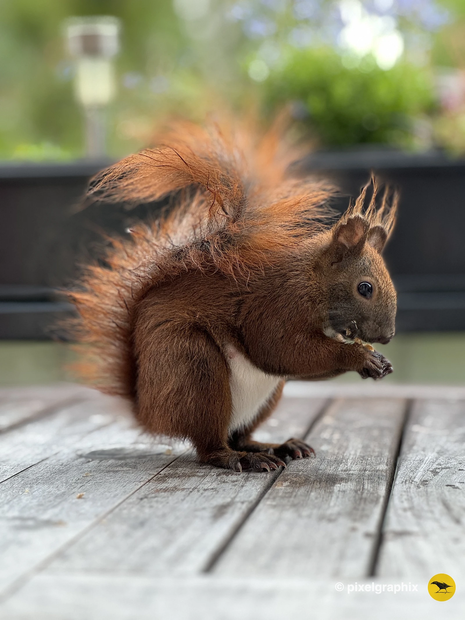 Das Bild zeigt ein braunes Eichhörnchen mit buschigem Schwanz, das auf einem Holztisch sitzt. Das Eichhörnchen hält ein Stück Futter in seinen Pfoten und scheint daran zu knabbern. Im Hintergrund sind unscharfe grüne Pflanzen und einige unscharfe Objekte zu sehen.