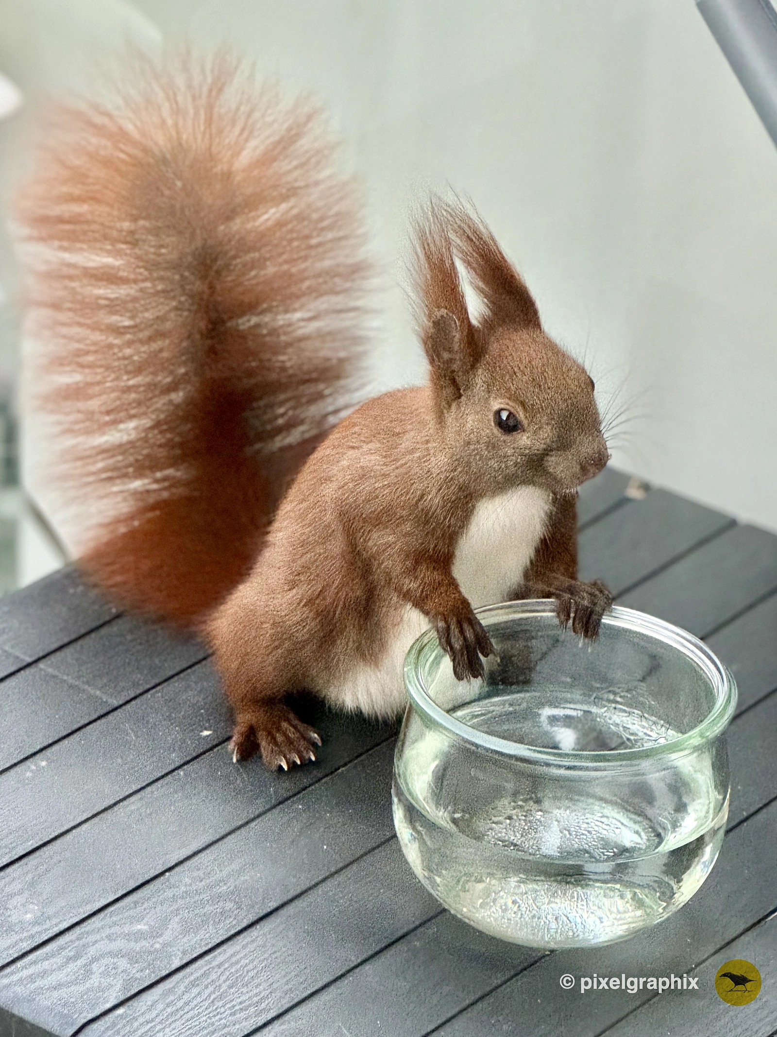 Das Bild zeigt ein braunes Eichhörnchen, das auf einem Holztisch sitzt und aus einem Wasserglas trinkt. Das Eichhörnchen hat einen buschigen, rötlich-braunen Schwanz und schaut direkt in die Kamera. Der Hintergrund ist unscharf, aber es scheint sich um einen Innenraum zu handeln.