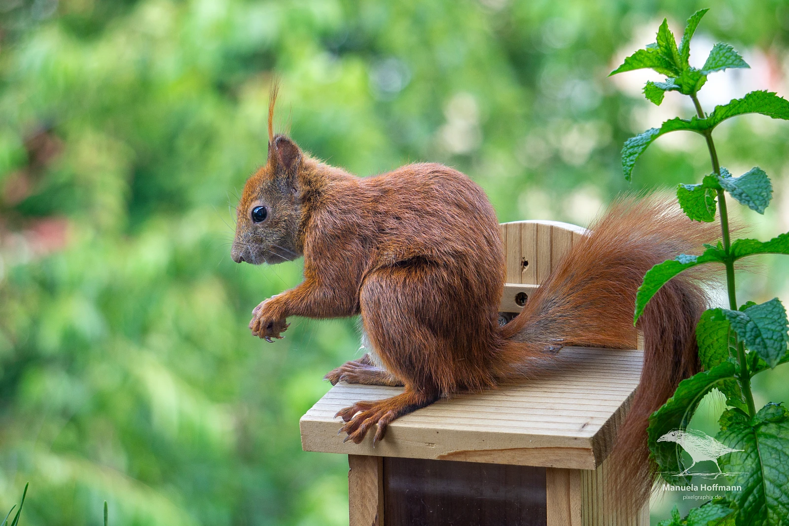Ein Eichhörnchen mit buschigem Schwanz sitzt auf einer kleinen Holzplattform und hält etwas in seinen Pfoten. Im Hintergrund sind grüne Blätter zu sehen.