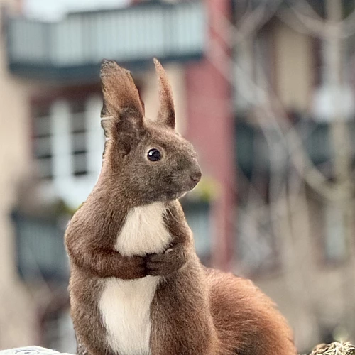 Das Bild zeigt ein braunes Eichhörnchen mit buschigem Schwanz, das auf einem Geländer sitzt. Im Hintergrund sind unscharfe Gebäude zu sehen, die eine städtische Umgebung andeuten.