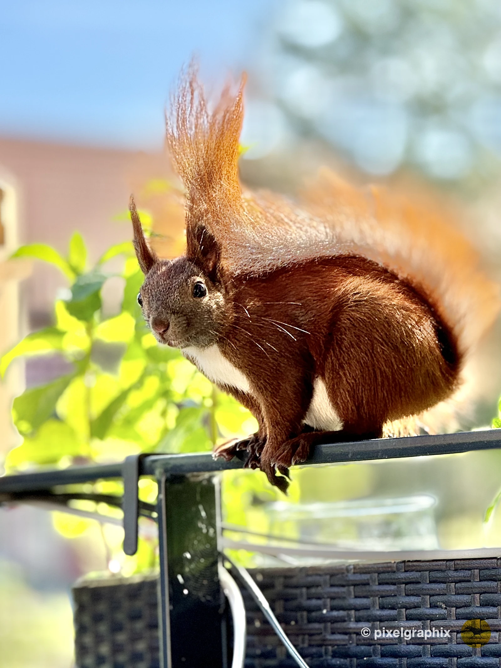 Das Bild zeigt ein braunes Eichhörnchen mit buschigem Schwanz, das auf einem Metallgeländer sitzt. Im Hintergrund sind unscharfe grüne Pflanzen und ein blauer Himmel zu sehen. Das Eichhörnchen blickt direkt in die Kamera.