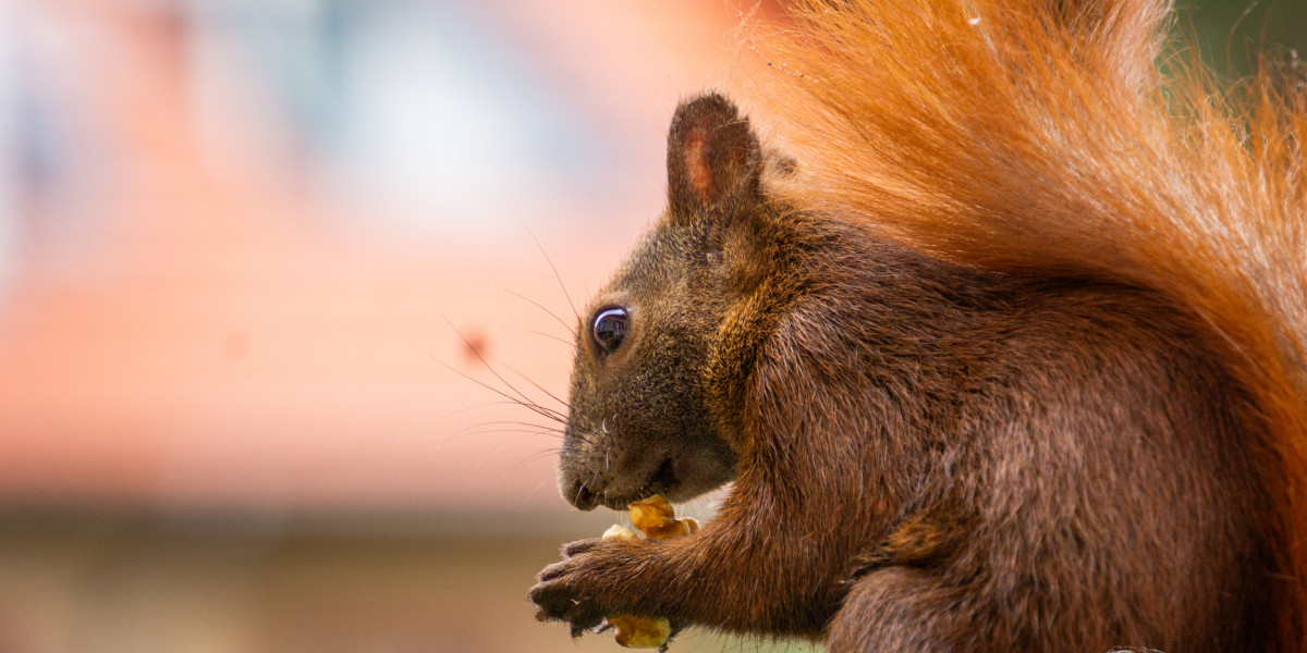 Ein Eichhörnchen mit buschigem Schwanz hält eine Nuss in seinen Pfoten. Der Hintergrund ist unscharf und zeigt grüne und orangefarbene Töne.