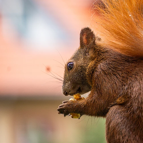 Ein Eichhörnchen mit buschigem Schwanz hält eine Nuss in seinen Pfoten. Der Hintergrund ist unscharf und zeigt grüne und orangefarbene Töne.