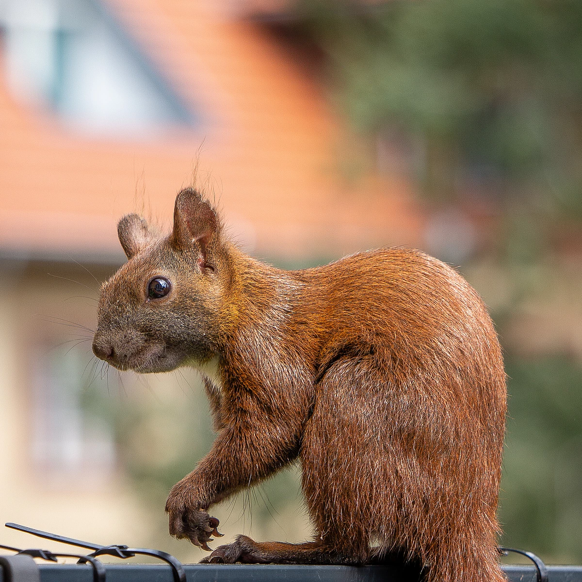 Ein Eichhörnchen mit buschigem Schwanz sitzt auf einem Kabel und schaut zur Seite. Der Hintergrund ist unscharf und zeigt ein Gebäude mit orangefarbenem Dach.