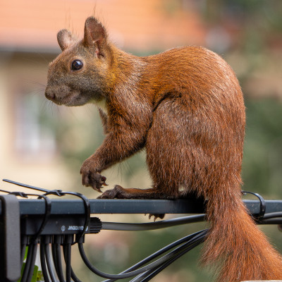 Ein Eichhörnchen mit buschigem Schwanz sitzt auf einem Kabel und schaut zur Seite. Der Hintergrund ist unscharf und zeigt ein Gebäude mit orangefarbenem Dach.