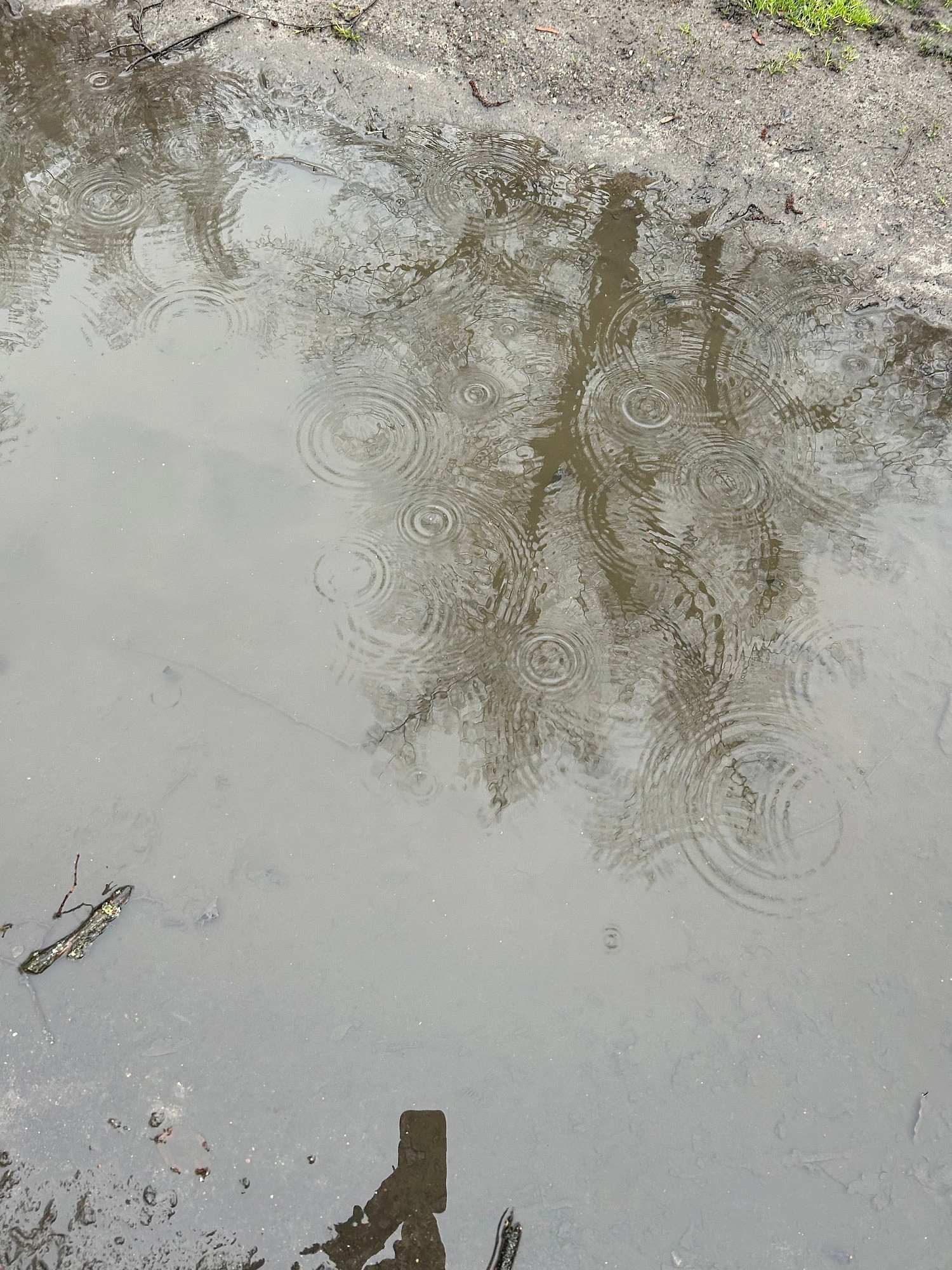 Eine Pfütze in der sich der graue Himmel und einige Äste spiegeln. Regentropfen hinterlassen Kreise im Wasser.