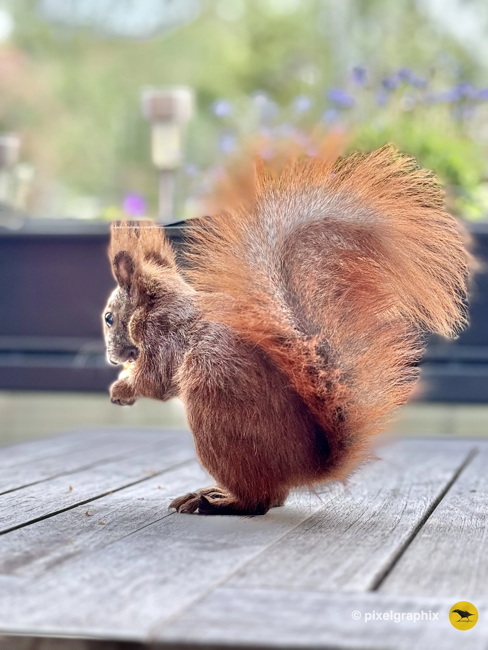 Das Bild zeigt ein braunes Eichhörnchen mit buschigem Schwanz, das auf einem Holztisch sitzt. Im Hintergrund sind unscharfe grüne Pflanzen und einige unscharfe Objekte zu sehen. Das Eichhörnchen blickt zur Seite und scheint aufmerksam zu sein.