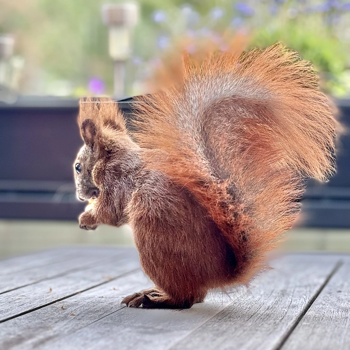 Das Bild zeigt ein braunes Eichhörnchen mit buschigem Schwanz, das auf einem Holztisch sitzt. Im Hintergrund sind unscharfe grüne Pflanzen und einige unscharfe Objekte zu sehen. Das Eichhörnchen blickt zur Seite und scheint aufmerksam zu sein.