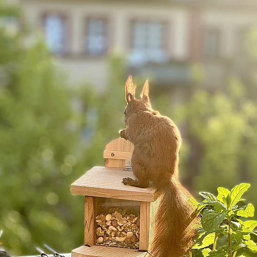 Das Bild zeigt ein braunes Eichhörnchen mit buschigem Schwanz, das auf einem hölzernen Vogelhaus sitzt. Das Futterhaus hat ein schräges Dach und einen Behälter für Nüsse oder Samen. Im Hintergrund sind unscharfe Gebäude und grüne Pflanzen zu sehen, die eine städtische Umgebung andeuten.