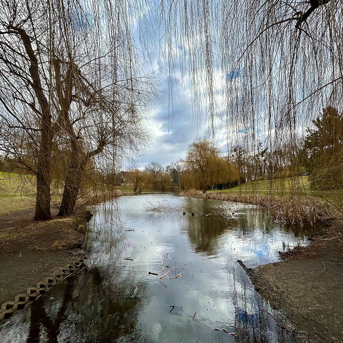 Foto eines Teiches. Am Ufer kahle Bäume und Sträucher, der Himmel ist wolkenverhangen.