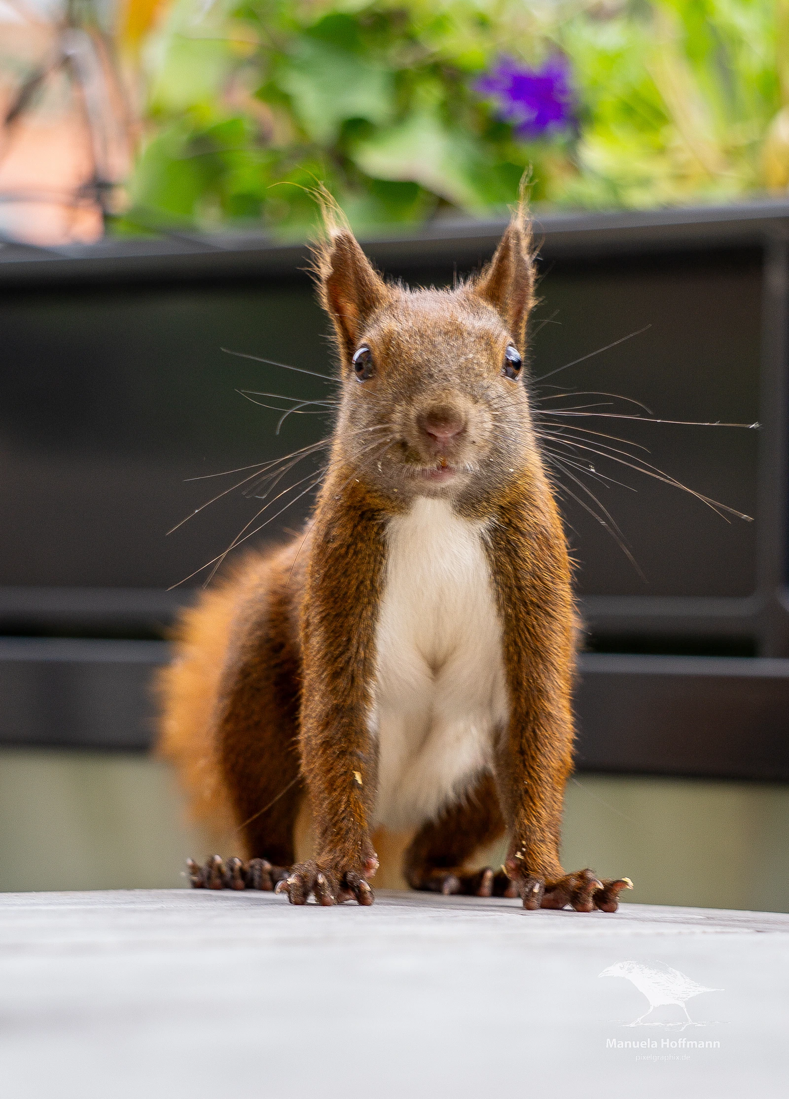 Ein Eichhörnchen mit buschigem Schwanz steht frontal zur Kamera und schaut direkt hinein. Der Hintergrund ist unscharf und zeigt grüne Blätter und eine violette Blume.