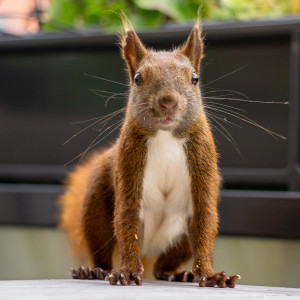 Ein Eichhörnchen mit buschigem Schwanz steht frontal zur Kamera und schaut direkt hinein. Der Hintergrund ist unscharf und zeigt grüne Blätter und eine violette Blume.
