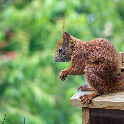 Ein Eichhörnchen mit buschigem Schwanz sitzt auf einer kleinen Holzplattform und hält etwas in seinen Pfoten. Im Hintergrund sind grüne Blätter zu sehen.