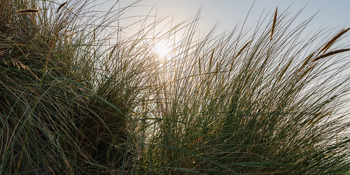 Strandhafer im Gegenlicht