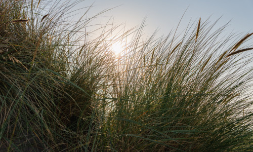 Strandhafer im Gegenlicht