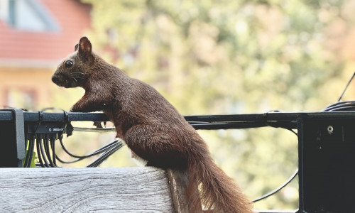 Foto eines Eichhörnchens, das auf einer Balkonbalustrade lehnt und nach unten schaut.