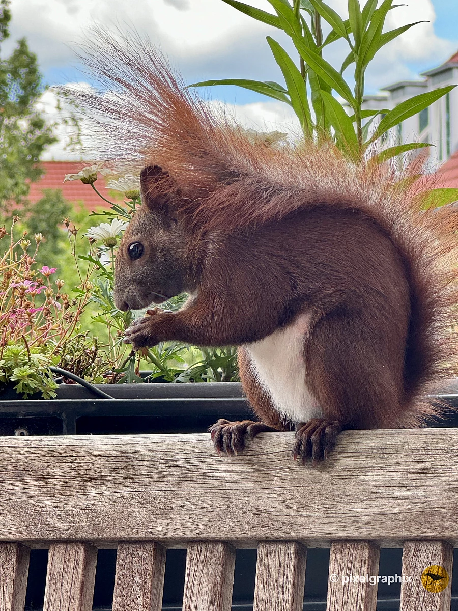Ein Eichhörnchen auf einem Holztisch schnappt sich eine Walnuss aus der ihm entgegengestreckten Hand.
