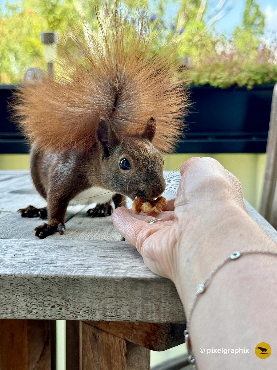 Ein Eichhörnchen auf einem Holztisch schnappt sich eine Walnuss aus der ihm entgegengestreckten Hand.