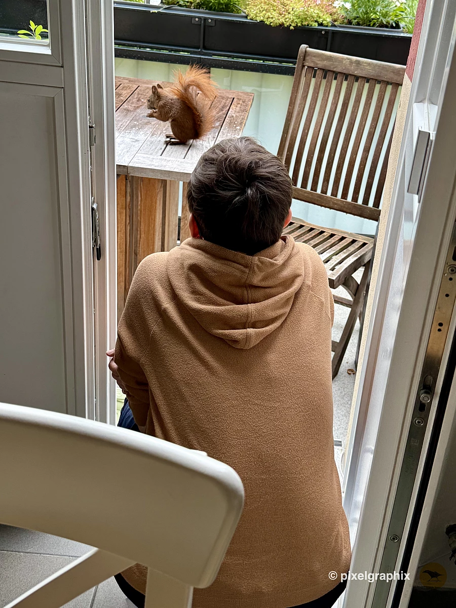 Foto, dass ein Eichhörnchen auf einem Holztisch auf dem Balkon zeigt. Ich sitze mit dem Rücken davor.