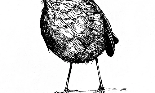 Tintezeichnung eines Vogels, der nach links schaut.