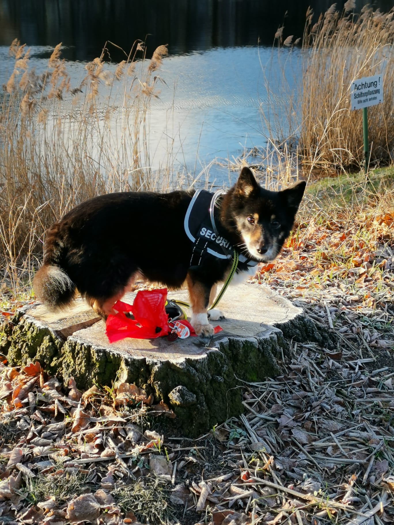 Ein kleiner schwarzer Hund steht auf einem abgesägten Baumstamm. Im Hintergrund ein zugefrorenes Gewässer und Schilf.