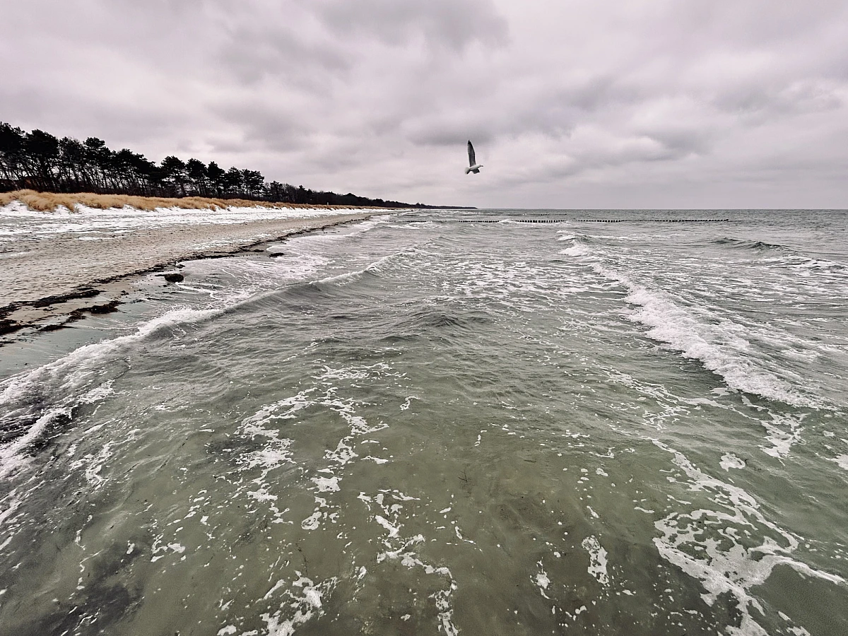 Ein grauer wolkenverhangener Himmel über dem grünen verwirbelten Meer. Links etwas Strand und Windflüchter. Über dem Meer eine kleine Möwe.