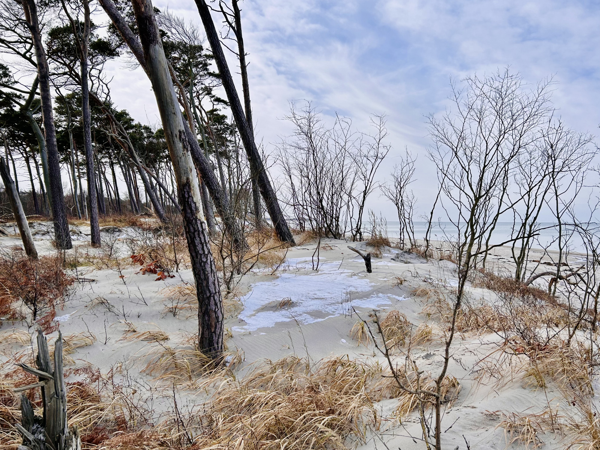 Im linken Teil des Bildes sind dünne Stämme von Windflüchtern im Sand zu sehen. Ringsum Strandhafer und etwas Schnee. Rechts kann man das Meer und den Strand erahnen. Am blauen Himmel sind viele weiße Wolken.