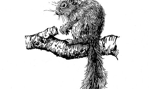 Schwarzweisse Zeichnung eines Eichhörnchens, das nach links schaut, auf einem Ast sitzt und den Schwanz nach unten hängen lässt,
