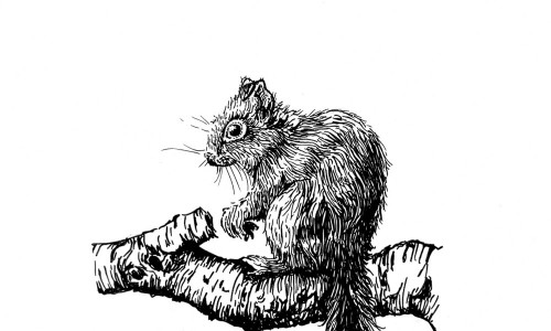 Schwarzweisse Zeichnung eines Eichhörnchens, das nach links schaut, auf einem Ast sitzt und den Schwanz nach unten hängen lässt,