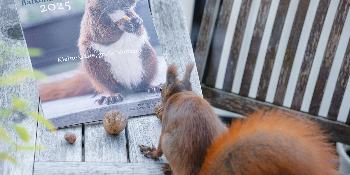 Der Kalender und einige Walnüsse liegen auf einem Holztisch. Ein rotes Eichhörnchen klaut sich eine Nuss.