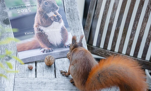 Der Kalender und einige Walnüsse liegen auf einem Holztisch. Ein rotes Eichhörnchen klaut sich eine Nuss.