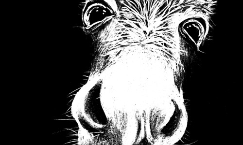 Der Aufkleber zeigt die weiße Zeichnung eines freundlichen dreinschauenden Esels auf schwarzem Grund.