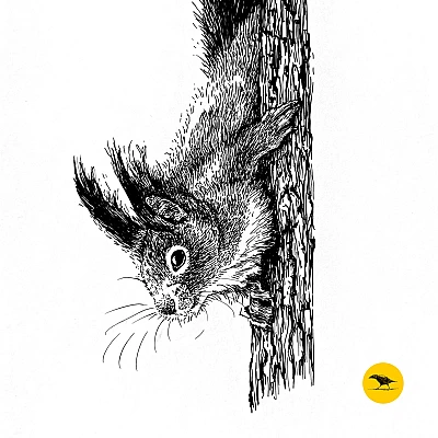 Schwarzweisse Tintezeichnung eines Eichhörnchens